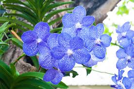 Image result for Vanda coerulea