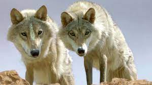 Streaming complet » drame » le chant du loup stream film entier. Entre Revolution Culturelle Et Dressage De Canides Faut Il Voir Le Dernier Loup Philippe Rochot Philippe Rochot Reportages Pour Memoire