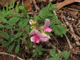 Image result for Tephrosia reptans