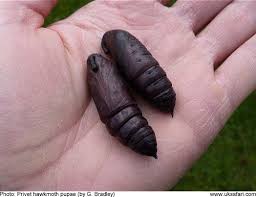 Big ugly brown thing in my tomatoe garden. Hunting For Moth Pupae Uk Safari
