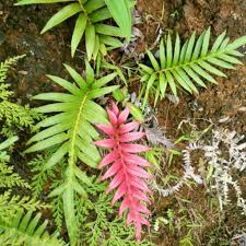 Image result for Blechnum punctulatum