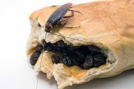 get rid of cockroaches in your kitchen