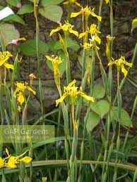 Image result for Moraea tanzanica