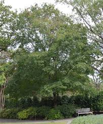 Image result for bigtooth maple