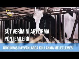 Buyukbas Yetistiricilikte Solunum Hastaliklari Dersimiz Hayvancilik Ciftci Tv Youtube
