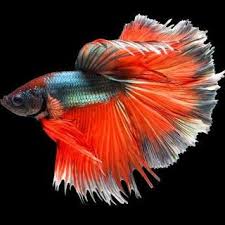 Betta Fish Wallpaper Hd Ikan Cupang Betta Ikan Most popular hd wallpapers for desktop / mac, laptop, smartphones and tablets with different resolutions. betta fish wallpaper hd ikan cupang