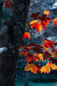 Wallpaper Samsung S10 Hd Wallpaper Samsung S10 Plus Full Hd Wallpaper Samsung S10 Plus Hd Autumn Phone Wallpaper 4k Wallpaper For Mobile Iphone Wallpaper Fall