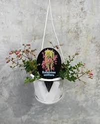 Image result for Kalanchoe uniflora