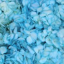 Read 97 reviews from the world's largest community for readers. Something Borrowed Enhanced Blue Hydrangea Flower Diy Wedding Flowers Fiftyflowers