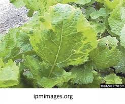 Image result for Brassica