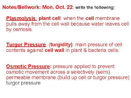 Pressure decreases to the point. Red Onion Cell Plasmolysis Lab Notesbellwork Mon Oct