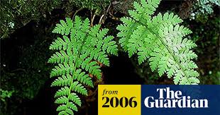 Image result for Cheilanthes quadripinnata