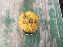 Vintage Barbers Shaving Brush/opal Barber Bristles 250