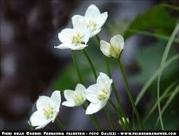 May 04, 2020 · fare la spesa online è comodo e con levissima conviene ancora di più! Fiori Di Montagna Orobie