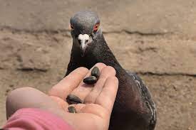 Pigeon Egg Facts Laying Eggs And Hatching Birds Profile