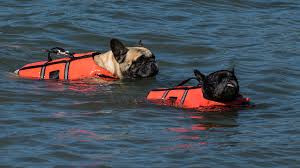 Swim, swim, swim her favorite thing to do. File Two French Bulldogs Swimming In Life Jackets Jpg Wikimedia Commons
