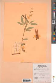 Image result for Crotalaria oocarpa