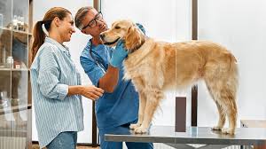 Seven effective strategies to demonstrate the value of your veterinary  services - National Veterinary Services