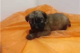 Click here to be notified when new soft coated wheaten terrier puppies are listed. Soft Coated Wheaten Terrier Puppies For Sale From Reputable Dog Breeders