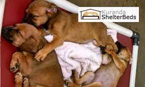 Paws takes the adoption process very seriously, and has a very detailed adoption process that ensures the safety of the pet and the family. Home Parma Animal Shelter