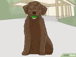 Spanish Water Dog Breed Information & Characteristics