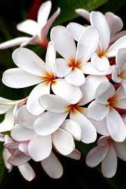 Pin On Flowers