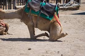 You have got it because you did not work. Camel Preparing To Sit à¸£ à¸›à¸– à¸²à¸¢à¸‚à¸­à¸‡ Camel Park Mazotos Tripadvisor