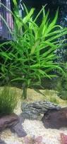 Image result for Hygrophila pilosa
