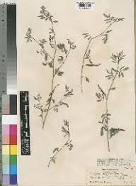 Image result for Indigofera kaessneri