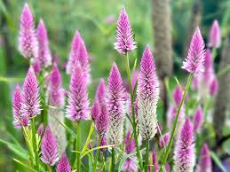 Image result for Celosia argentea