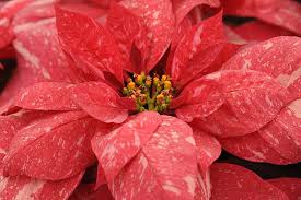 'jingle bell' 'jingle bell' poinsettias are red with pink splashes. 35 Of The Best Poinsettia Cultivars Gardener S Path