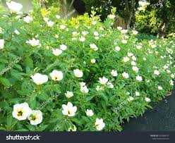 Image result for Hibiscus trionum