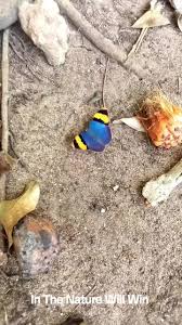 Image result for Mikaniopsis