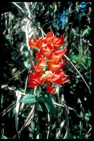 Image result for Mucuna poggei