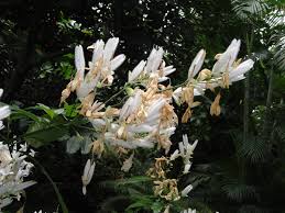 Image result for Whitfieldia brazzae