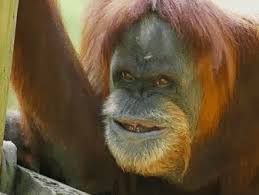 40 Beautiful Animals That Have Down Syndrome But Don T Let It Get Them Down