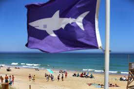 Check spelling or type a new query. Head Of The Meadow Beach In Truro Closed For An Hour Due To A Shark Sighting The Boston Globe