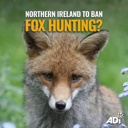 NORTHERN IRELAND A STEP CLOSER TO HUNTING BAN Despite being illegal in the rest of the UK, hunting – chasing wild animals such as foxes to exhaustion and killing them – remains