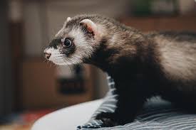 From hammocks and chew toys, to ladders and houses, here is a list of diy ideas for things you can make your rats. Diy Ferret Toys