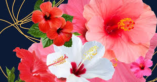 In this article i'll tell if you have hibiscus flowers growing in your garden you can dry the flowers to use in herbal teas and beauty products. 7 Skin Care Benefits Of Hibiscus For Glowing Skin
