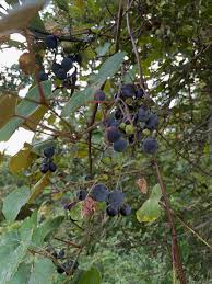 Image result for Buchnera nuttii