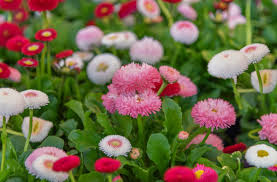 Image result for Bellis