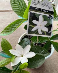 Image result for Vangueria randii