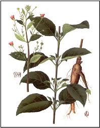 Image result for Scleria rehmannii