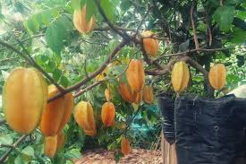 Search shipping policy returns contact us via email warranty more than 3,000 trees and plants ready for fast delivery. Air Potato Egg Fruit A Peek Into Mr Blany S Terrace Garden In Mangaluru The News Minute