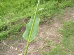 Image result for Alloteropsis