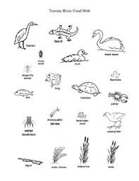 Ecology Activity Energy Transfer Torrens River Wkst Biology Activity Ecology Activity Biology