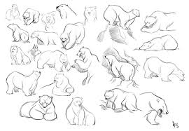 Animal Studies Polar Bears Polar Bear Art Polar Bear Drawing Bear Sketch