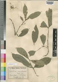 Image result for Lasiodiscus pervillei