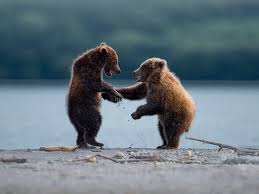 Comedy Wildlife Photography ...